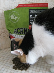 Кошка пробует корм Acana