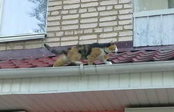 кошка на крыше