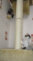 Котята на когтеточке