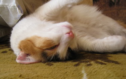 Трехцветная кошка дремлет