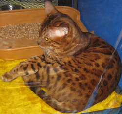 Кот бенгальской породы