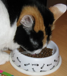 Кошка ест сухой корм Now