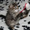 Кошка играет с игрушечной мышкой
