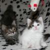 Милые котята на пледе играют с мышкой - интересный фотоснимок