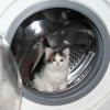 Кошечка Кнопа в стиральной машине - классная фотка