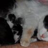 Фотоснимок: кошка с котятами отдыхает посде родов