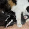Кошка с котятами отдыхает посде родов