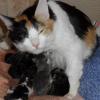 Кошка и котята