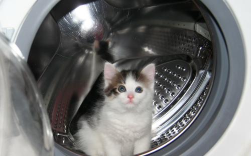Кошечка Кнопа в стиральной машине - классная фотка