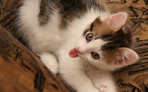 Милый котенок показывает язык