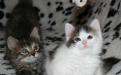 Милые котята на пледе играют с мышкой - интересный фотоснимок
