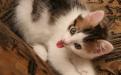 Милый котенок показывает язык