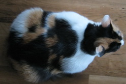 Кошка с ожирением: вид сверху